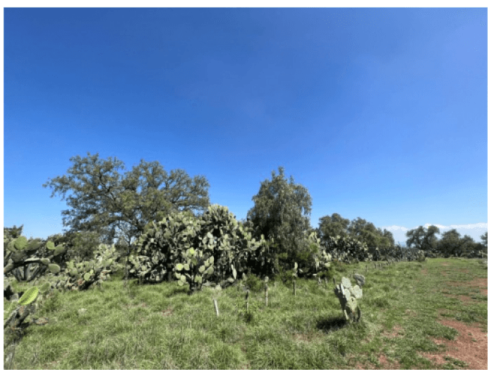 Terreno en venta o renta Tepojaco Tizayuca - foto 3