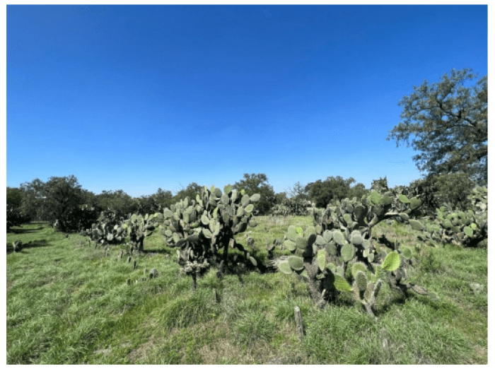 Terreno en venta o renta Tepojaco Tizayuca - foto 5